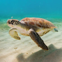 Load image into Gallery viewer, Philanthropy Cheek Shade - Turtle (Grace)
