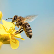 Load image into Gallery viewer, Philanthropy Cheek Shade - Bee (Emotion)
