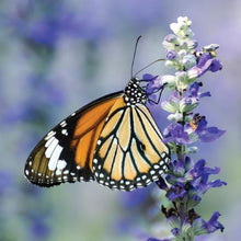 Load image into Gallery viewer, Philanthropy Cheek Shade - Butterfly (Bliss)
