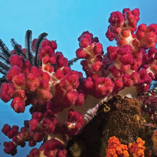 Load image into Gallery viewer, Philanthropy Cheek Shade - Coral (Laughter)

