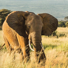 Load image into Gallery viewer, Philanthropy Cheek Shade - Elephant (Smitten)

