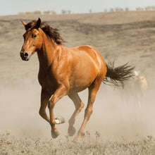 Load image into Gallery viewer, Philanthropy Cheek Shade - Horse (Joy)
